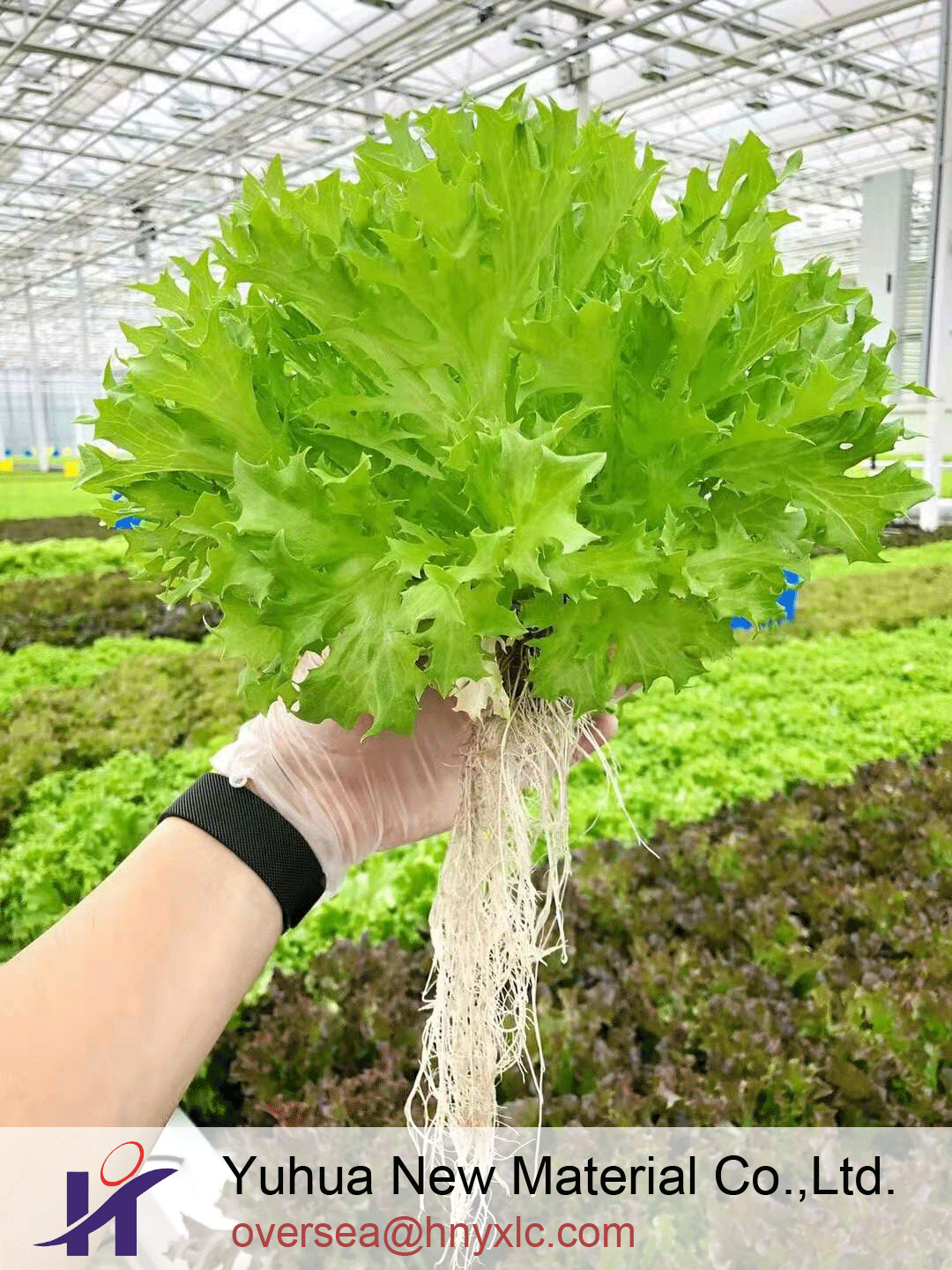 lettuce greenhouse