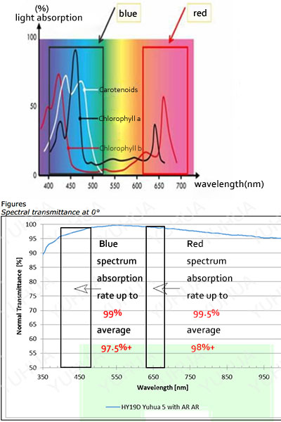 blue and red light absorption