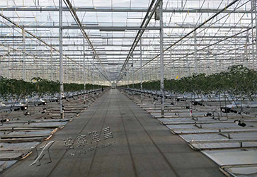 Binhai Agricultural Tourism Langkun Agricultural Science Park Smart Glass Greenhouse Project