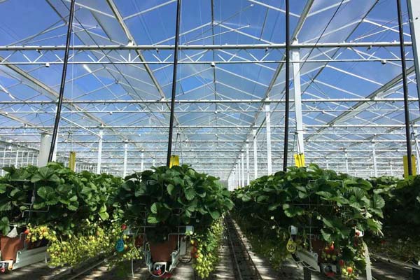 Boem Berry strawberry glass greenhouse project