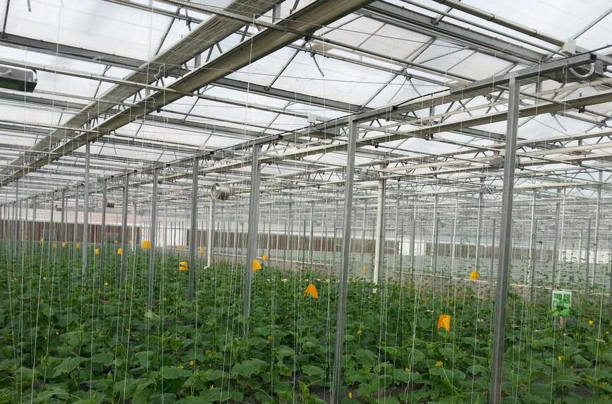 Why should diffuse glass be used in the greenhouse?