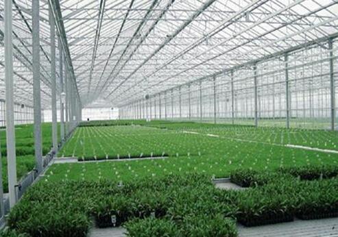 advantages of diffuse glass in modern agricultural greenhouses