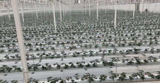 Agricultural glass greenhouse cultivation method-soilless cultivation