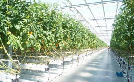 Agricultural glass greenhouse cultivation method-soilless cultivation