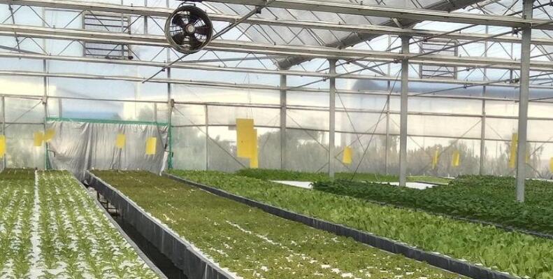 Application of hydroponic agriculture in smart glass greenhouse