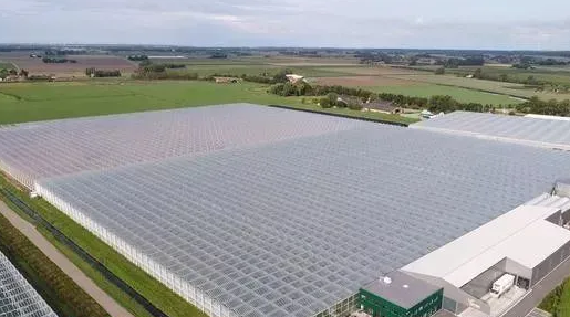 Dutch advanced fully automated glass greenhouse