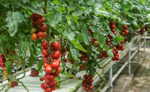 The technical process of soilless cultivation of tomatoes in smart glass greenhouses
