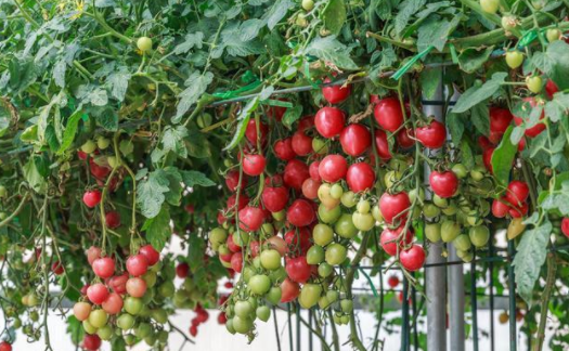 The technical process of soilless cultivation of tomatoes in smart glass greenhouses