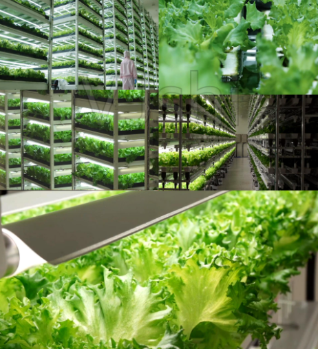 What are the common cultivation modes for smart glass greenhouses?