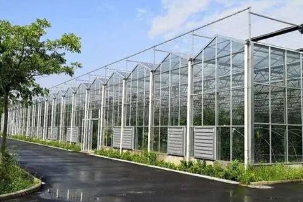 diffused glass greenhouses