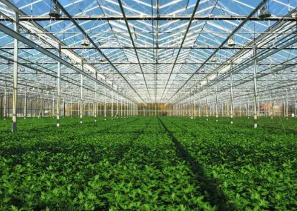 vegetable glass greenhouses