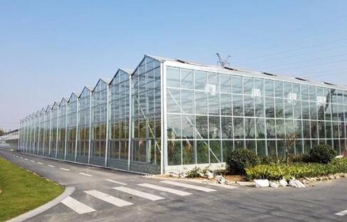 Venlo glass greenhouse in the Netherlands