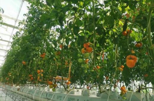 glass greenhouse vegetable cultivation