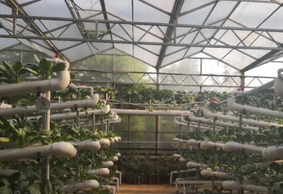 Six precautions for soilless cultivation nutrient solution in Greenhouse