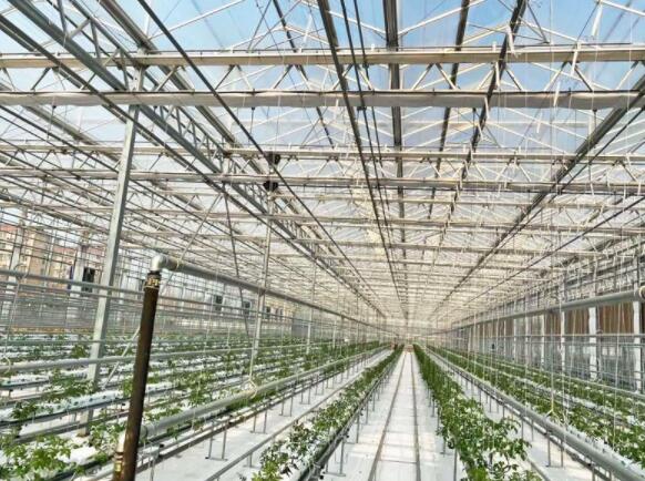 Ways to reduce energy consumption in glass greenhouses