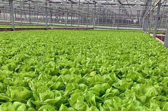 Armela Farms Greenhouse Project