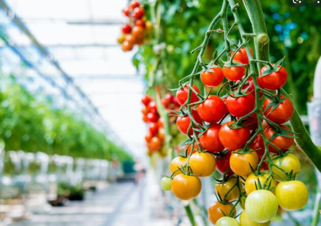 Elite Agro Greenhouse Project