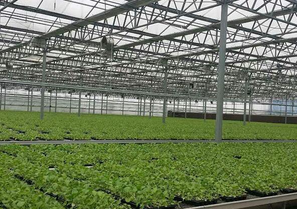 Common cultivation modes in modern intelligent glass greenhouse