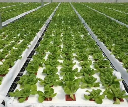 Common problems of hydroponic culture technology in Greenhouse