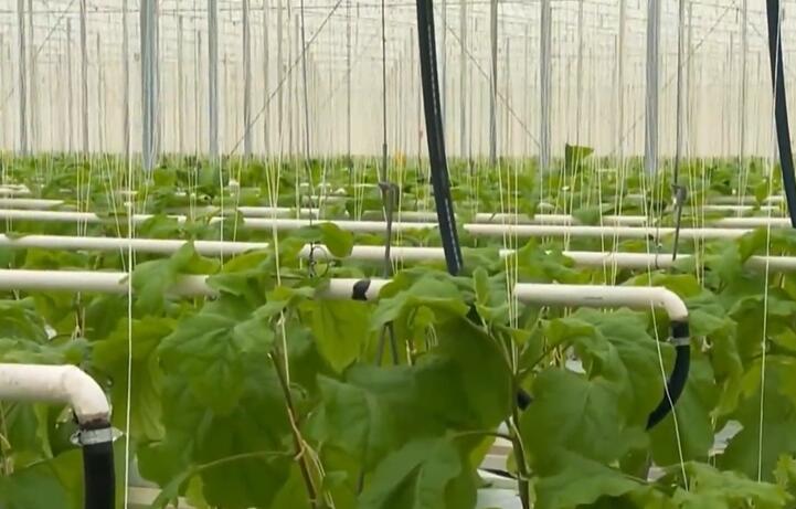 Diffuse glass can increase production in greenhouse