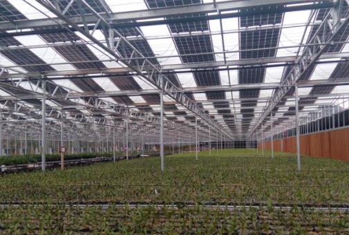 Transmittance analysis of diffuse glass in Greenhouse