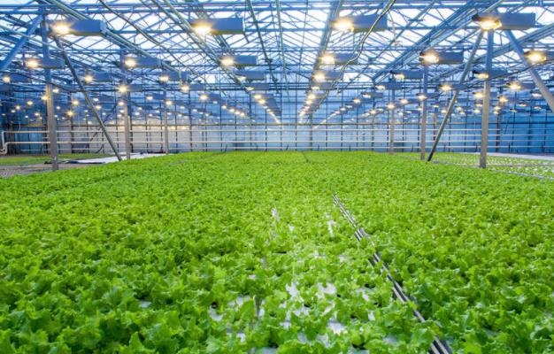 Four steps to maintain greenhouse energy efficiency