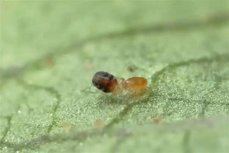 Timing Is Everything: Master Biocontrol for Western Flower Thrips in Greenhouses