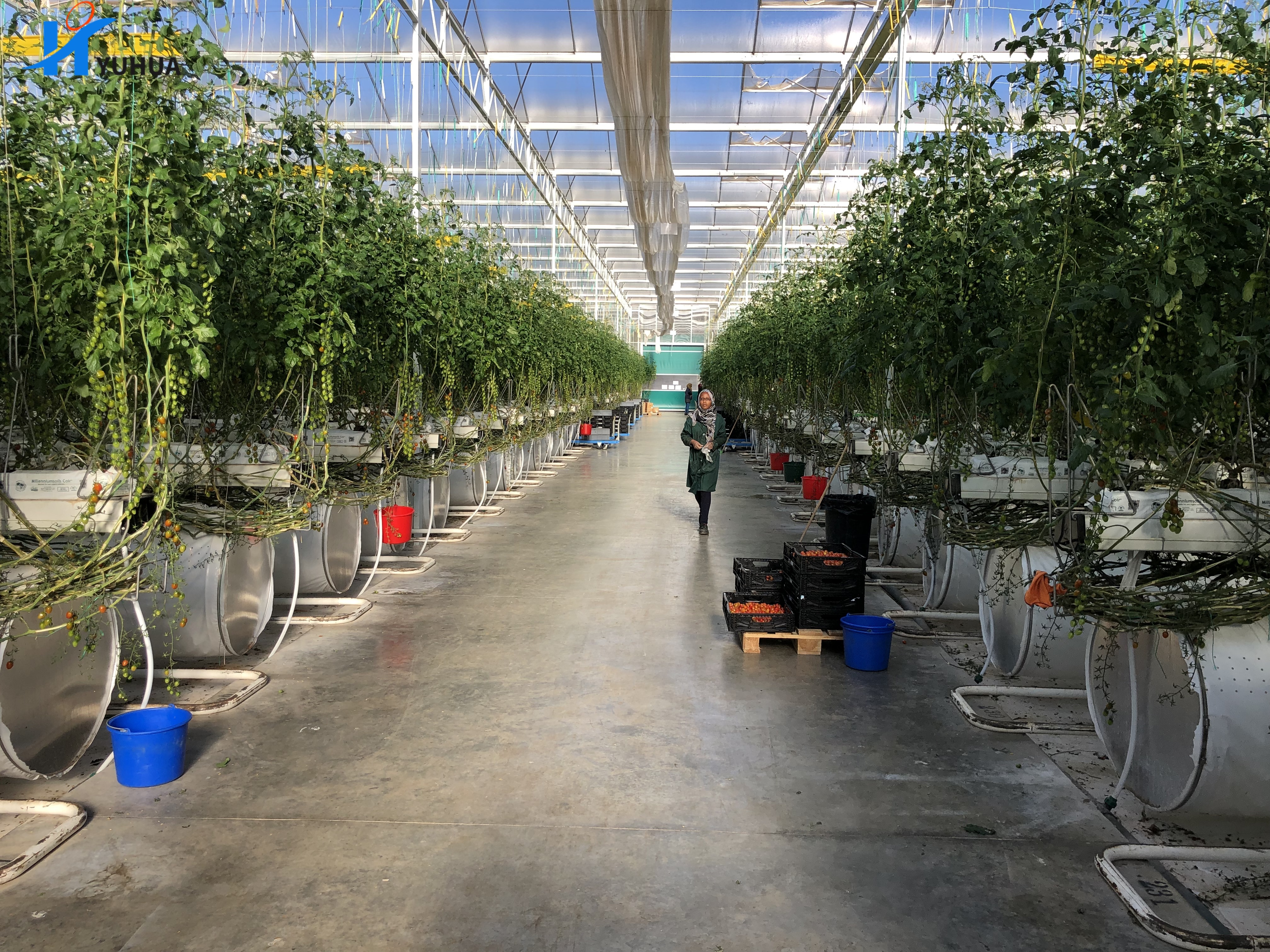 greenhouse glass